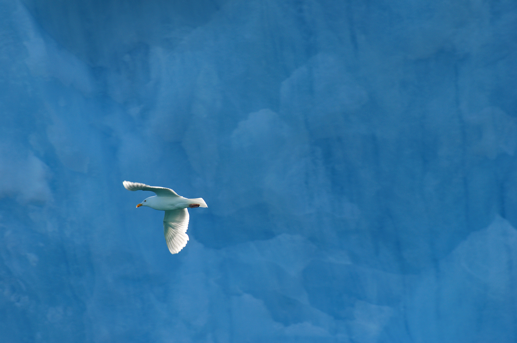 Arctic Tern