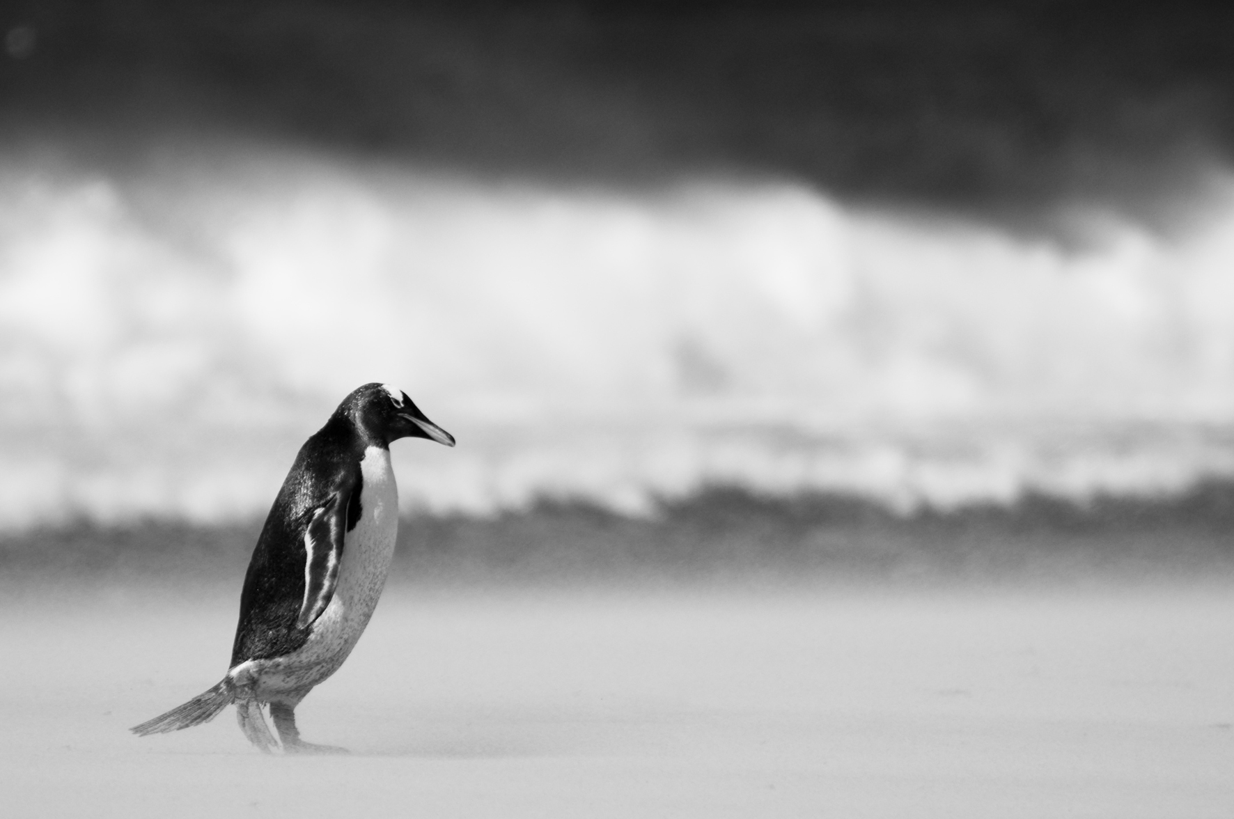 Falkland Islands